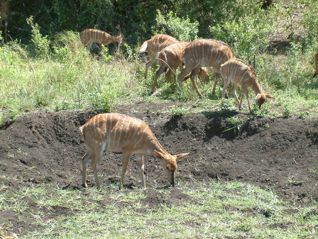 02-Impalas.jpg - Impalas