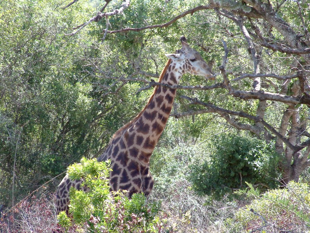 03-Giraffe.jpg - Giraffe