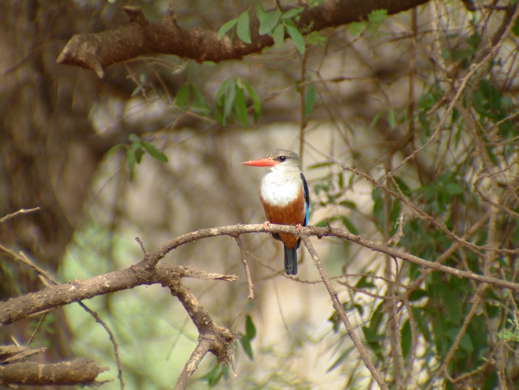 04-Kingfisher.jpg - Kingfisher