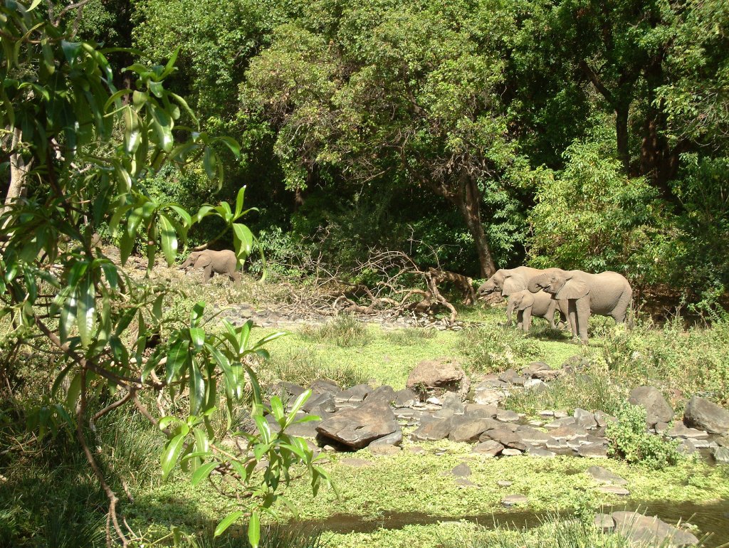 06-Elephants.jpg - Elephants