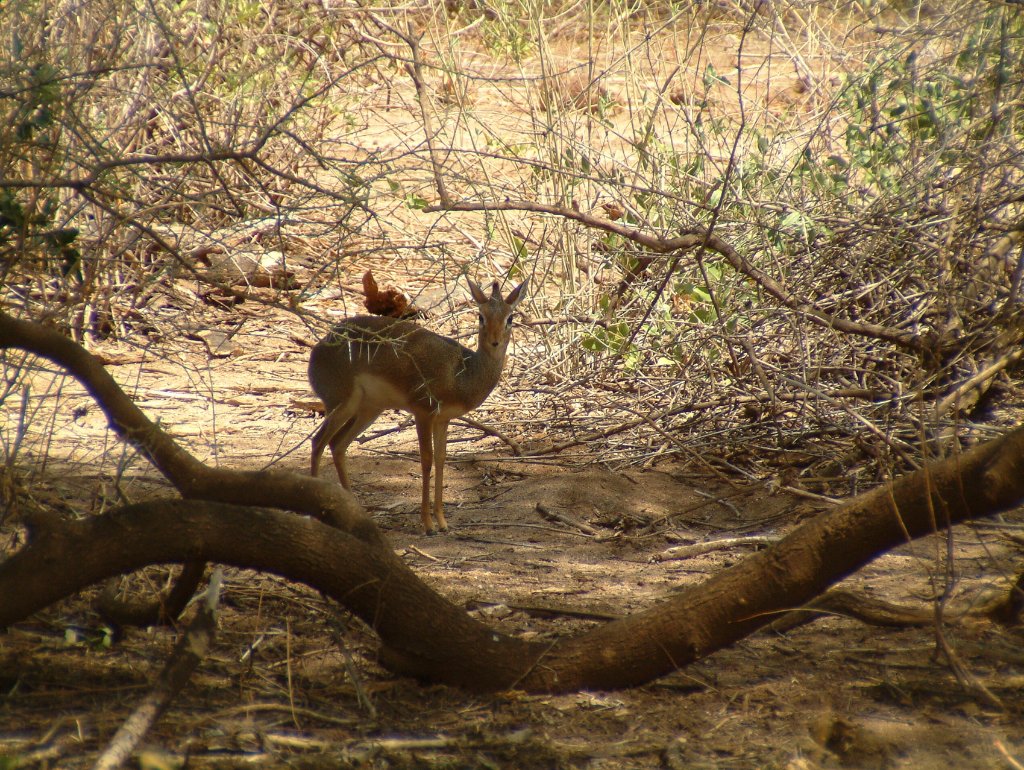 11-Duiker.jpg - Duiker