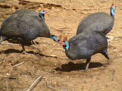 10-Guineafowl