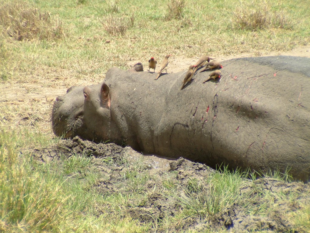 10-Hippo.jpg - Hippo