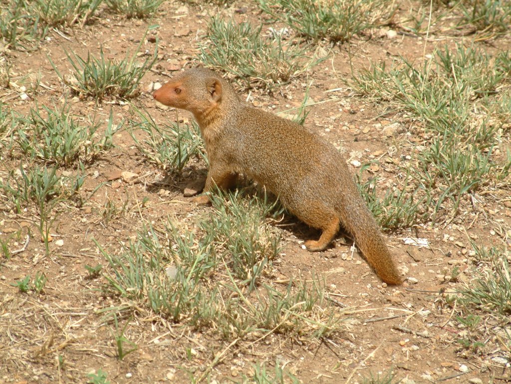 12-Mongoose.jpg - Mongoose