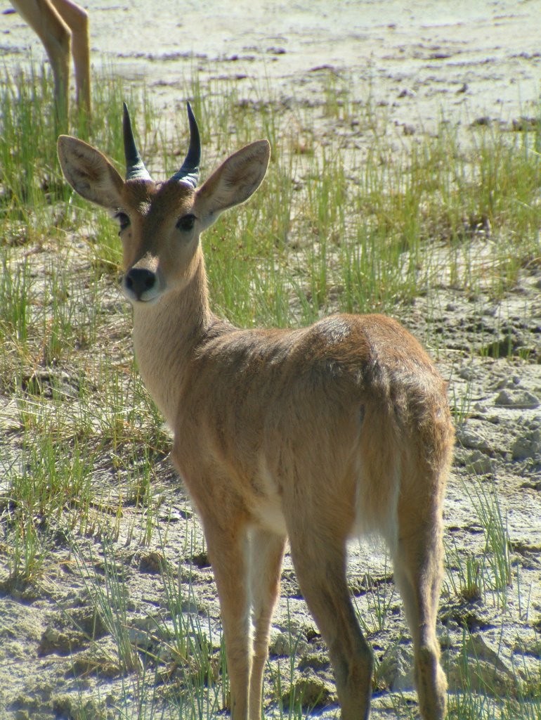 18-Springbok.jpg - Springbok