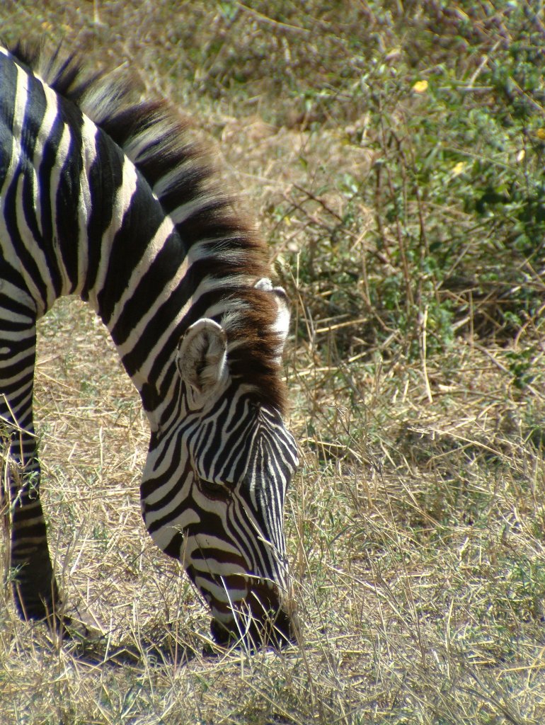 11-Zebra.jpg - Zebra