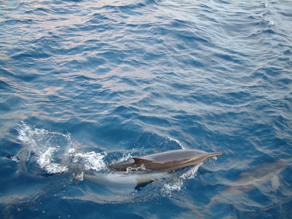 13-Dolphins.jpg - Dolphins