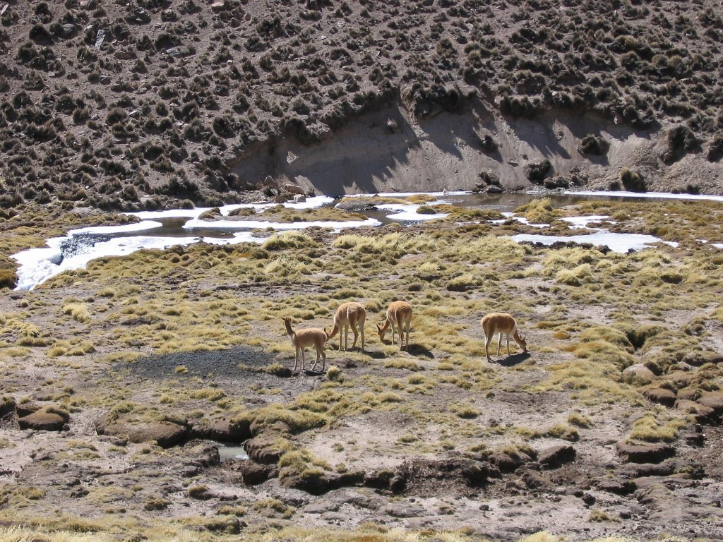 10-Vicunas.jpg - Vicuñas