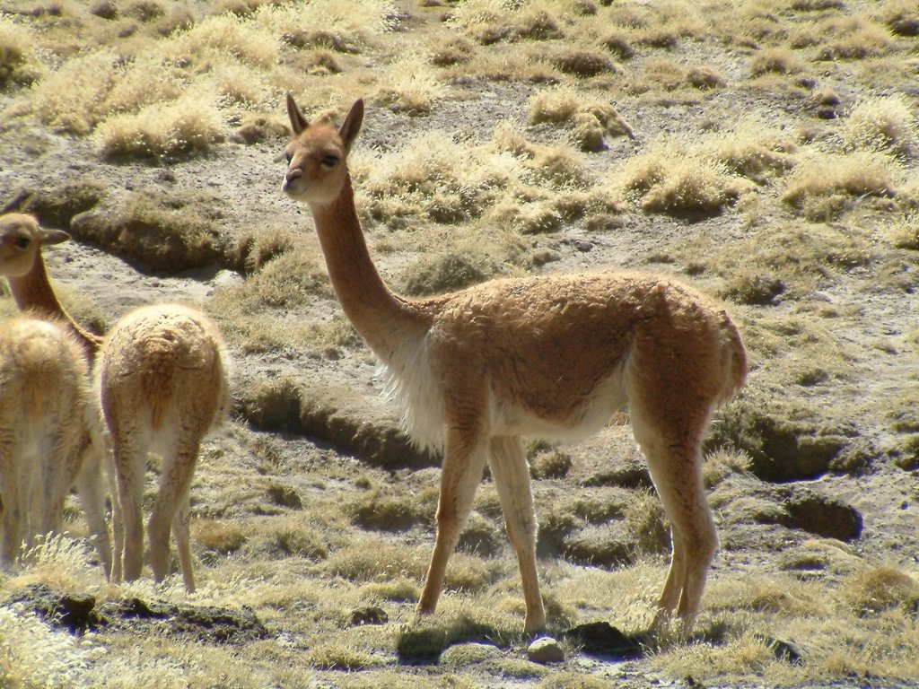 11-Vicuna.jpg - Vicuña