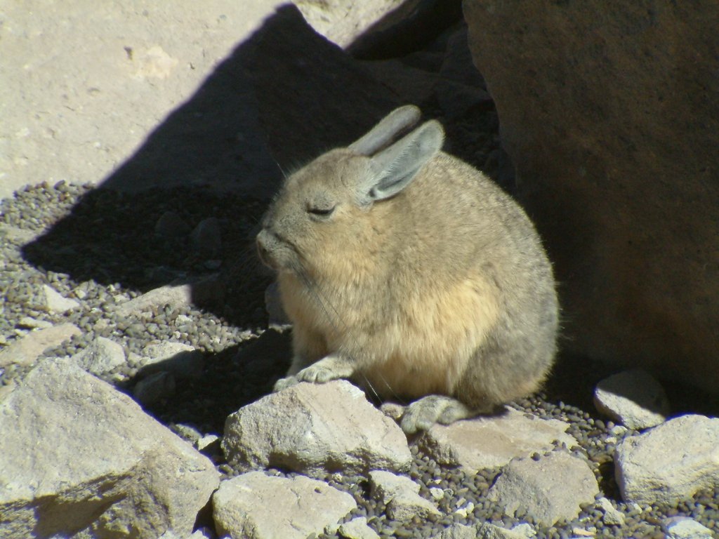 13-Viscacha.jpg - Viscacha