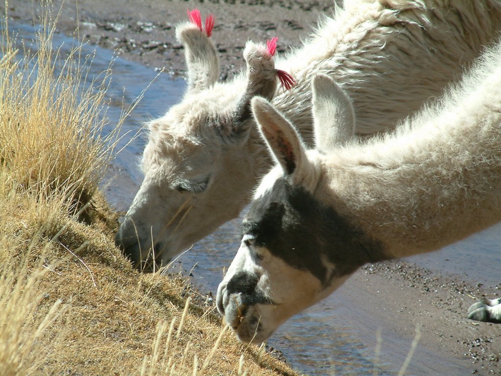 32-Lamas.jpg - Lamas