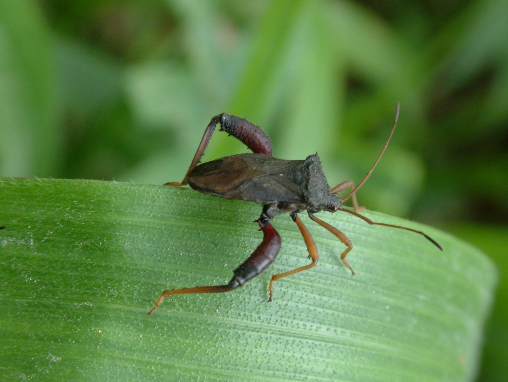 13-Hemiptera.jpg - Hemiptera