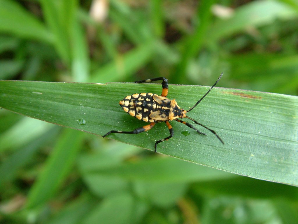 14-Hemiptera.jpg - Hemiptera