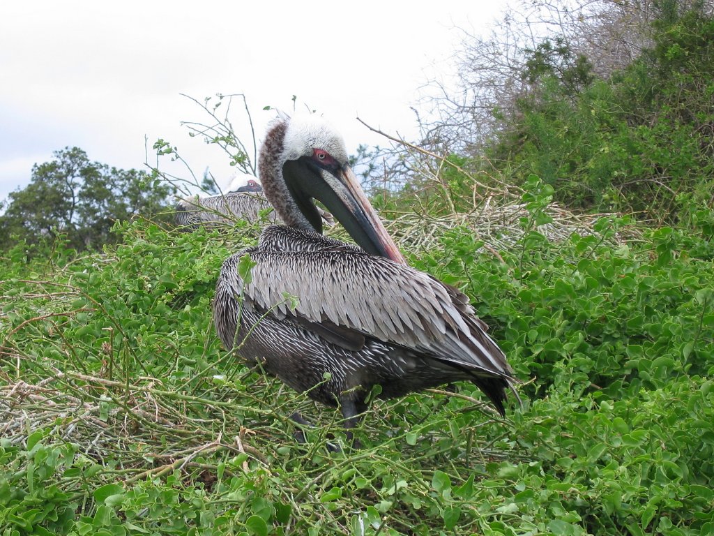 02-Pelican.jpg - Pelican