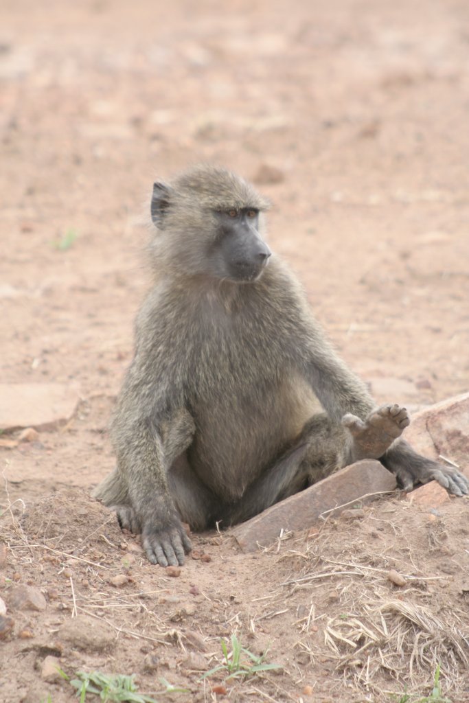 21-Baboon.jpg - Baboon