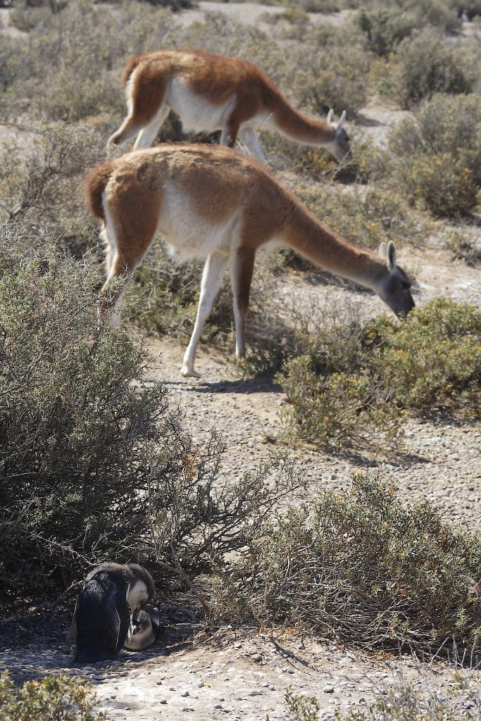 17-Guanacos.jpg - Guanacos