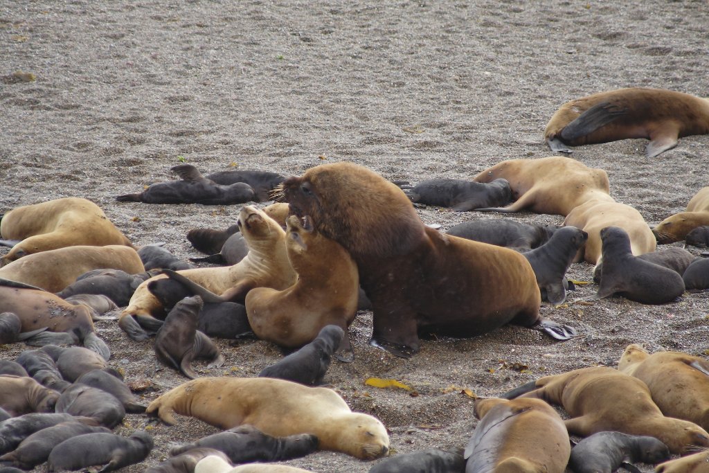 18-Sea-lions.jpg - Sea-lions