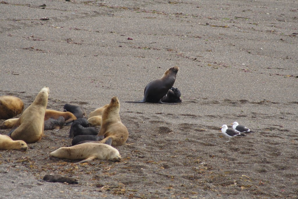 19-Sea-lions.jpg - Sea-lions