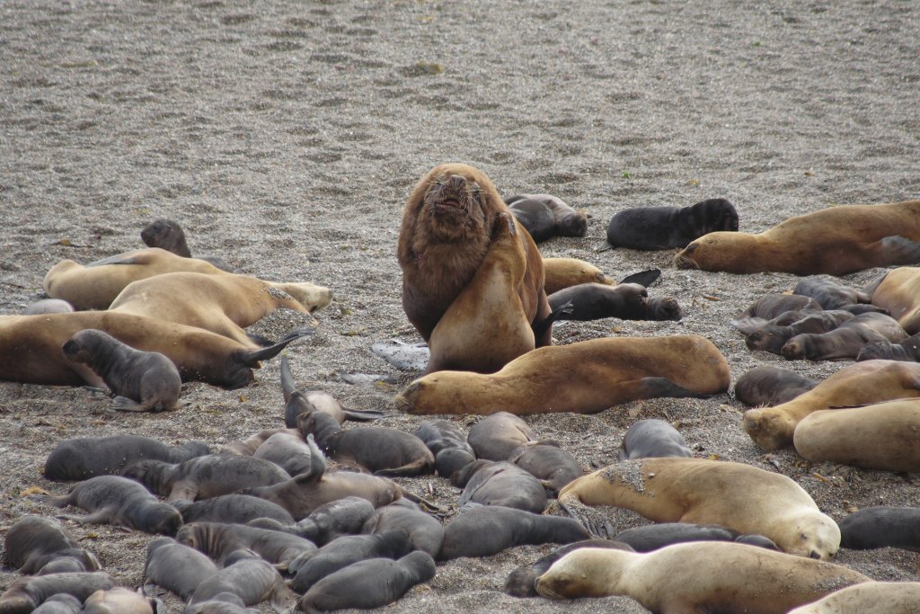 20-Sea-lions.jpg - Sea-lions