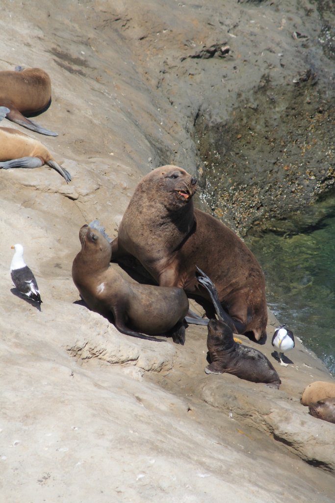 27-Sea-lions.jpg - Sea-lions