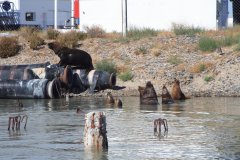 09-Sea-Lions