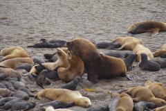 18-Sea-lions