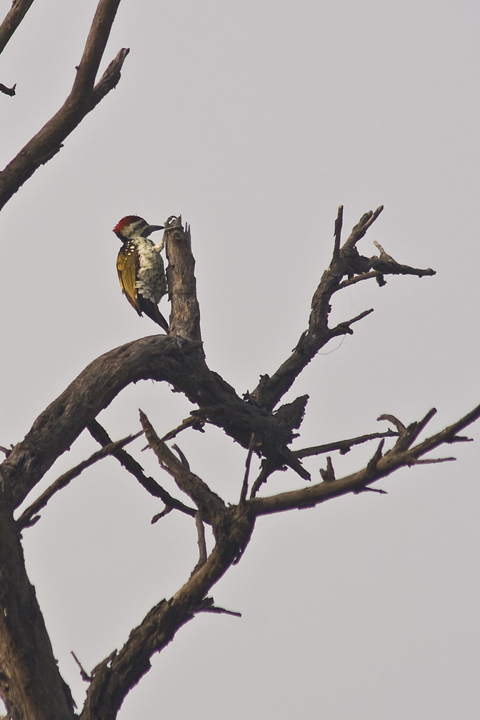 14-Woodpecker.jpg - Woodpecker