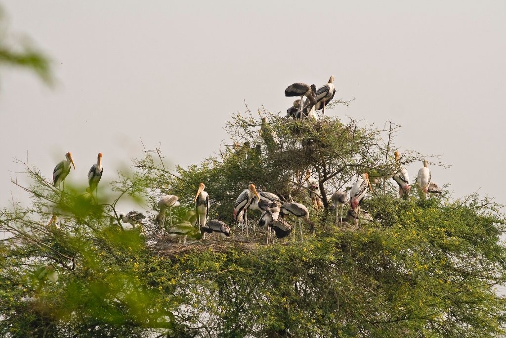 18-Storks.jpg - Storks