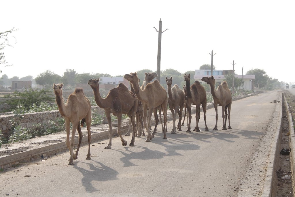 03-Camels.jpg - Camels