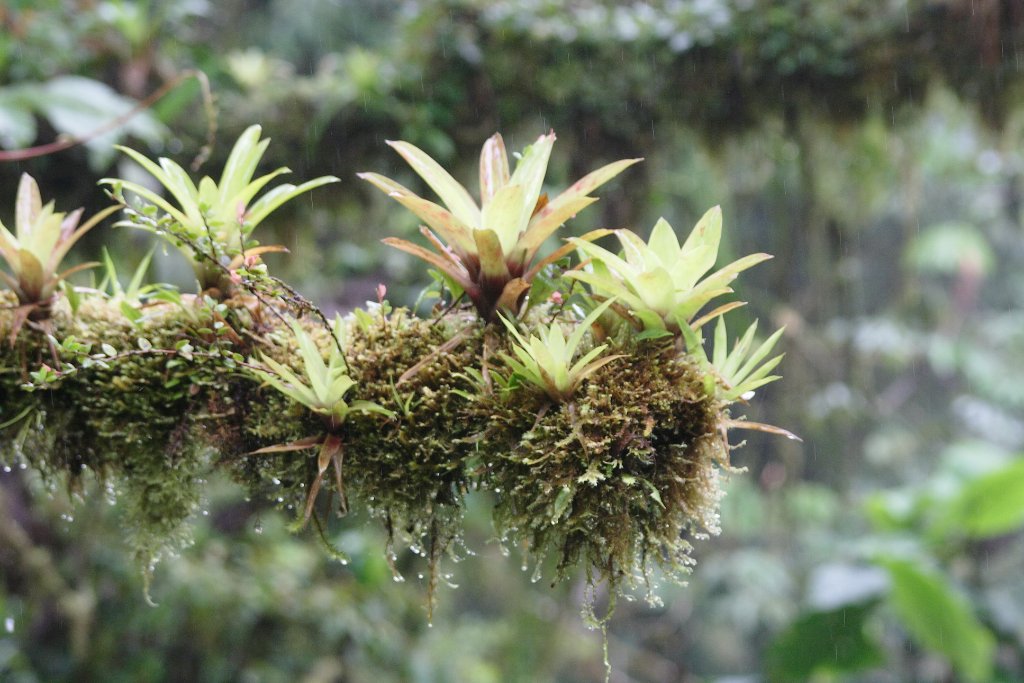 05-Bromeliads.jpg - Bromeliads