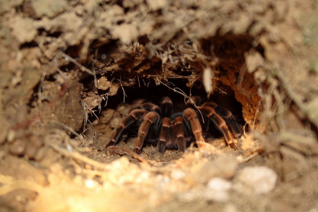 17-Tarantula.jpg - Tarantula