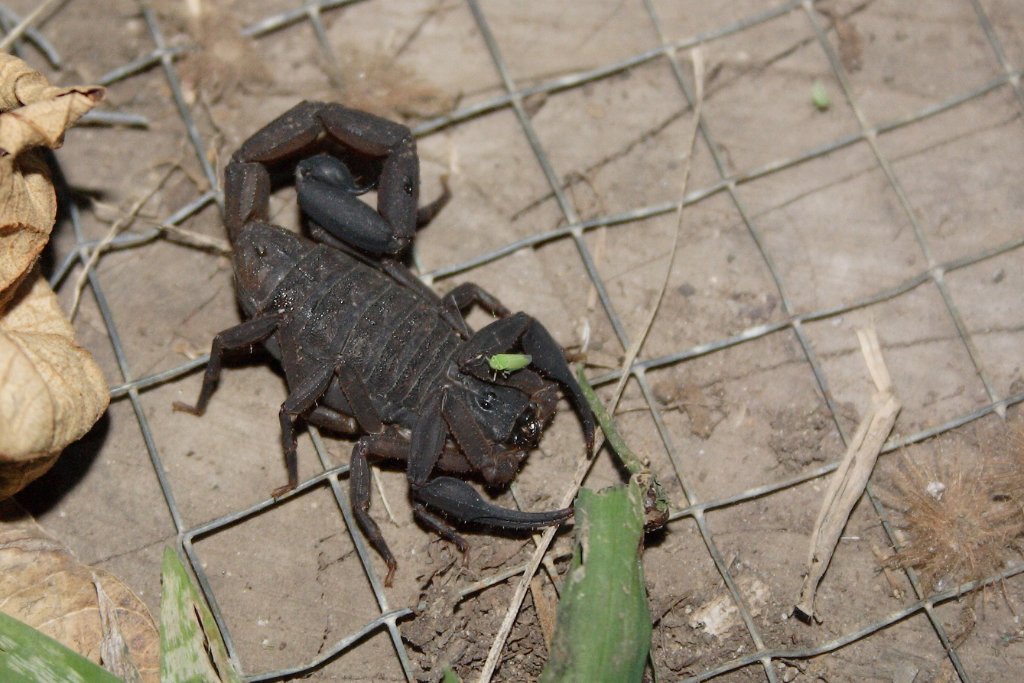 19-Scorpion.jpg - Scorpion