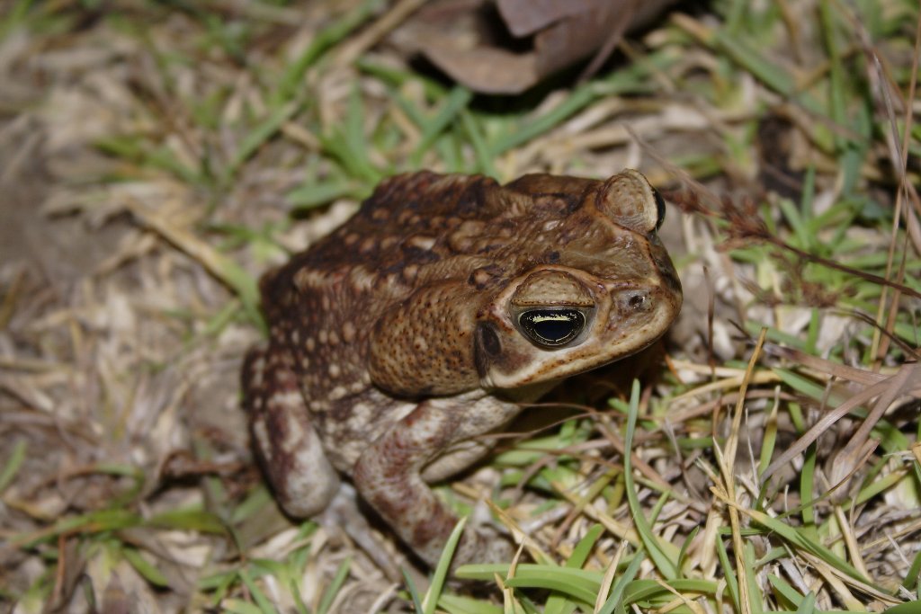 08-Toad.jpg - Toad