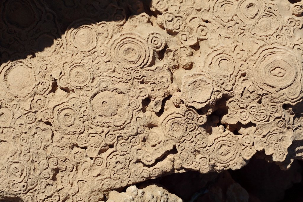 01-Fossils.jpg - Fossils