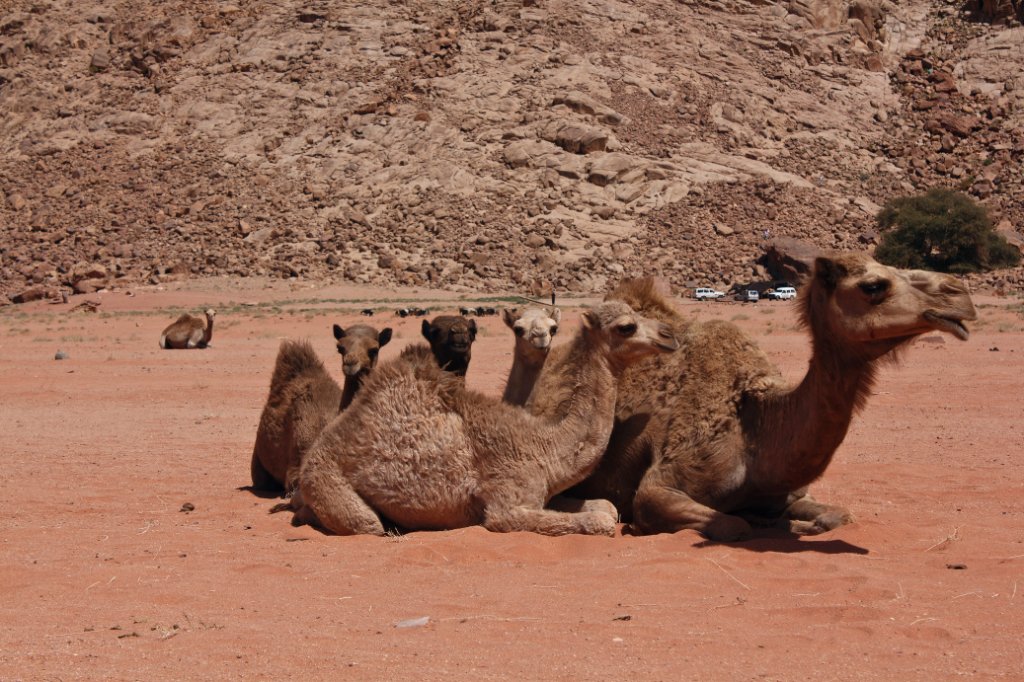 21-Camels.jpg - Camels