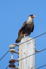 73-Caracara