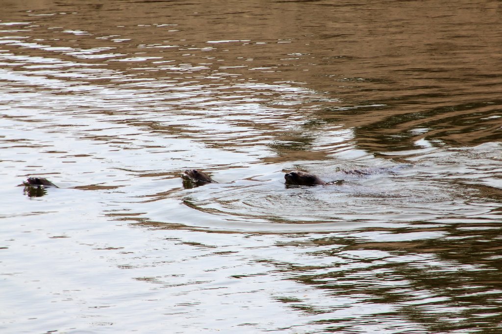 02-Otters.jpg - Otters