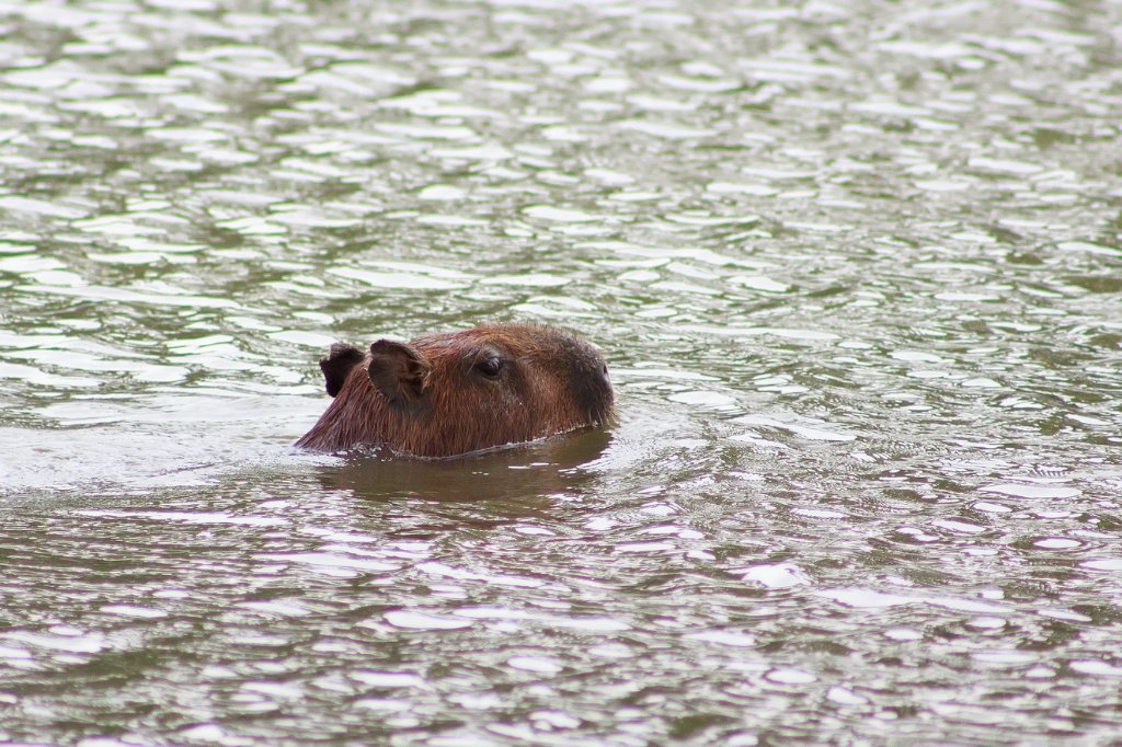 15-Capybara.jpg - Capybara