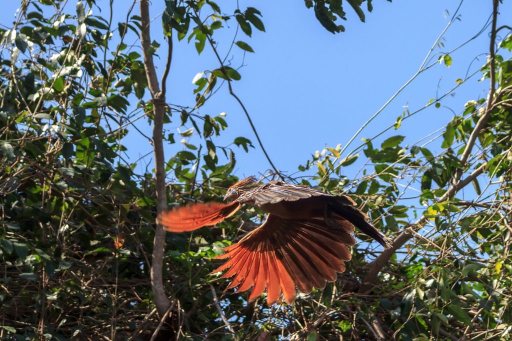 25-Hoatzin.jpg - Hoatzin