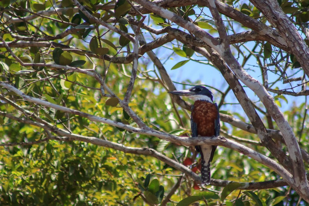 34-Kingfisher.jpg - Kingfisher