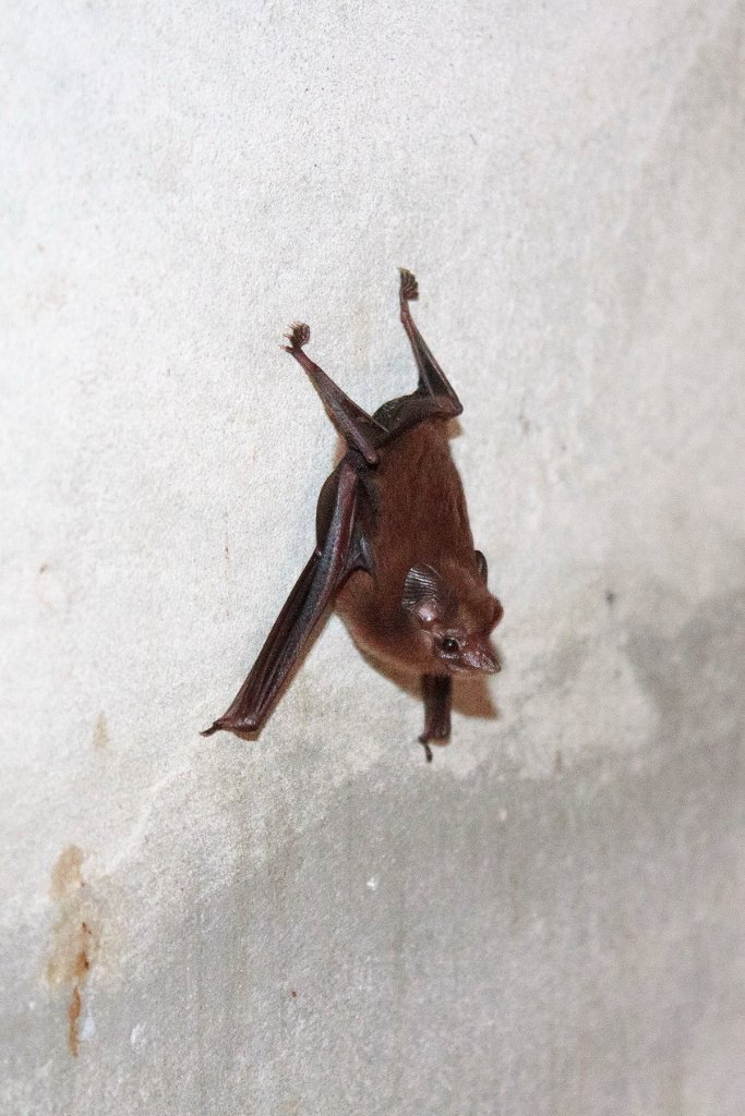 59-BAT.jpg - Bat