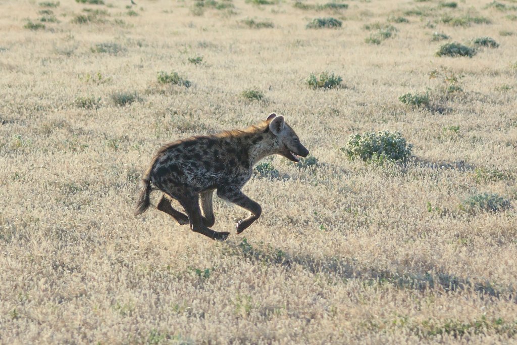 23-Hyena.jpg - Hyena