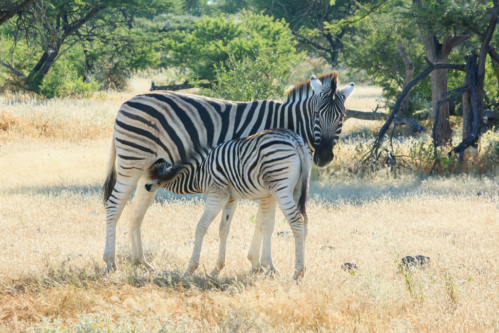 27-Zebra's.jpg - Zebra's