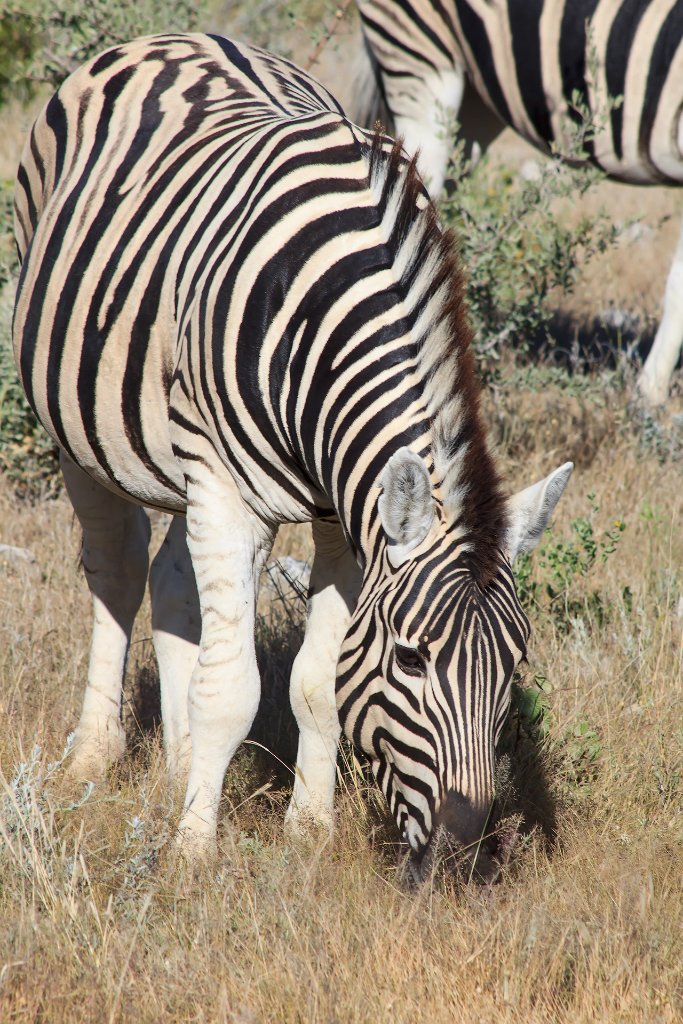 28-Zebra.jpg - Zebra