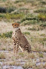 25-Cheetah