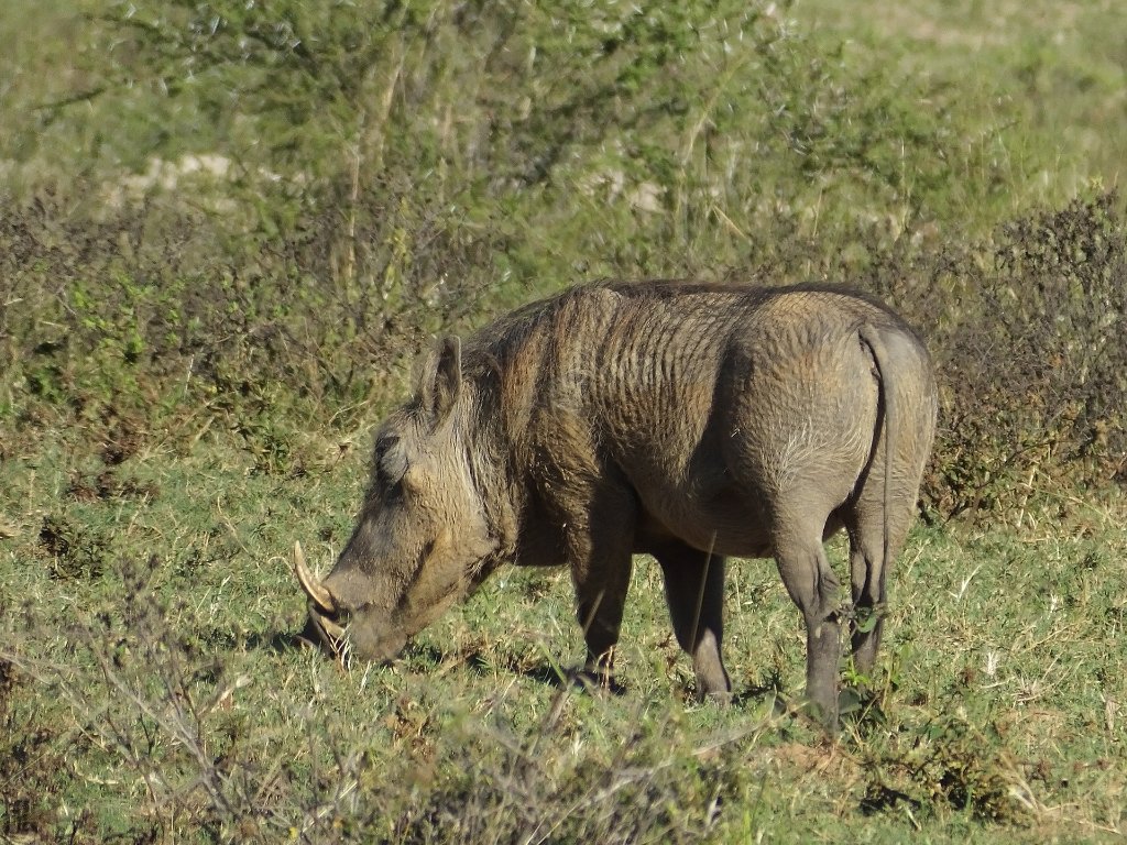 05-Warthog.jpg - Warthog