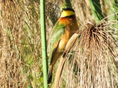 03-Bee-eater